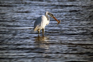 IMG_9636GreatWhiteFishing