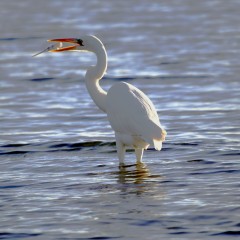 IMG_9652GreatWhiteHeron