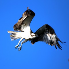 IMG_9760Osprey