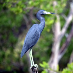 IMG_9936ImmatureLittleBlueHeron