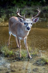 IMG_9966FourYearOldBuck