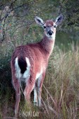 IMG_1744PregnantDoe