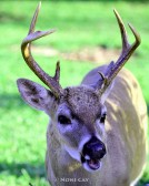 IMG_1820KeyDeerBuck