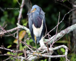 IMG_2156TricoloredHeron