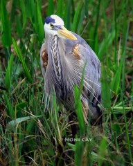 IMG_2162GreatBlueHeron