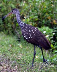 IMG_2221Limpkin