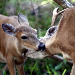 IMG_2409KeyDeerLove