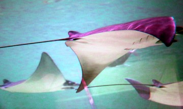 IMG_3043Stingrays