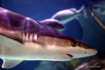 IMG_3093Shark