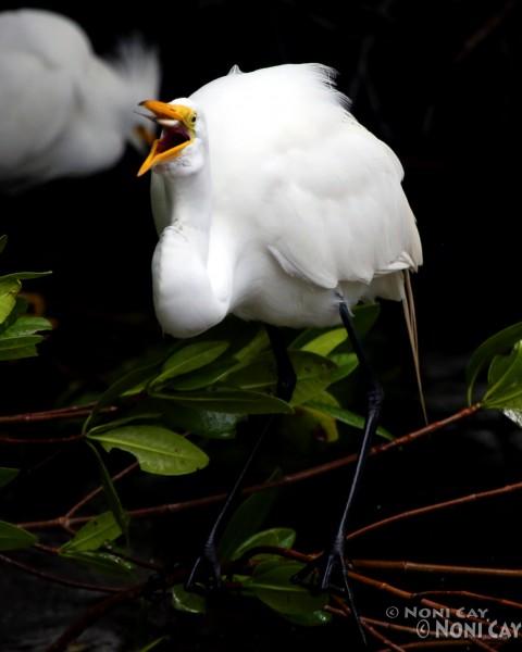 IMG_3896GreatEgret