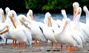 IMG_3998AmericanWhitePelicans