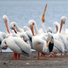 IMG_4011WhitePelicans