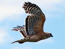 IMG_5305Hawk