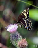 IMG_5324SwallowtailButterflyWM