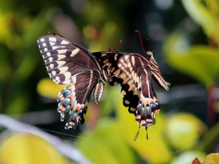IMG_5351SwallowtailButterfliesMating