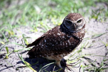 IMG_5824BurrowingOwl2016