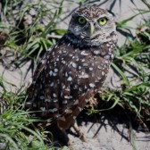 IMG_5858BurrowingOwl2016