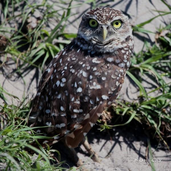 IMG_5858BurrowingOwl2016