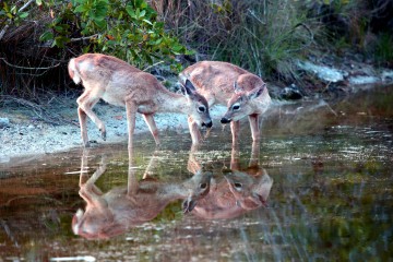 IMG_6297MorningDrink