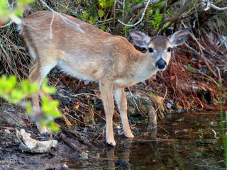 IMG_6358Deer