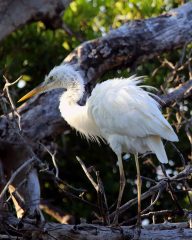 IMG_7983GreatWhiteHeron