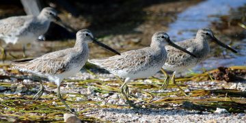IMG_8053SpottedSandpipers