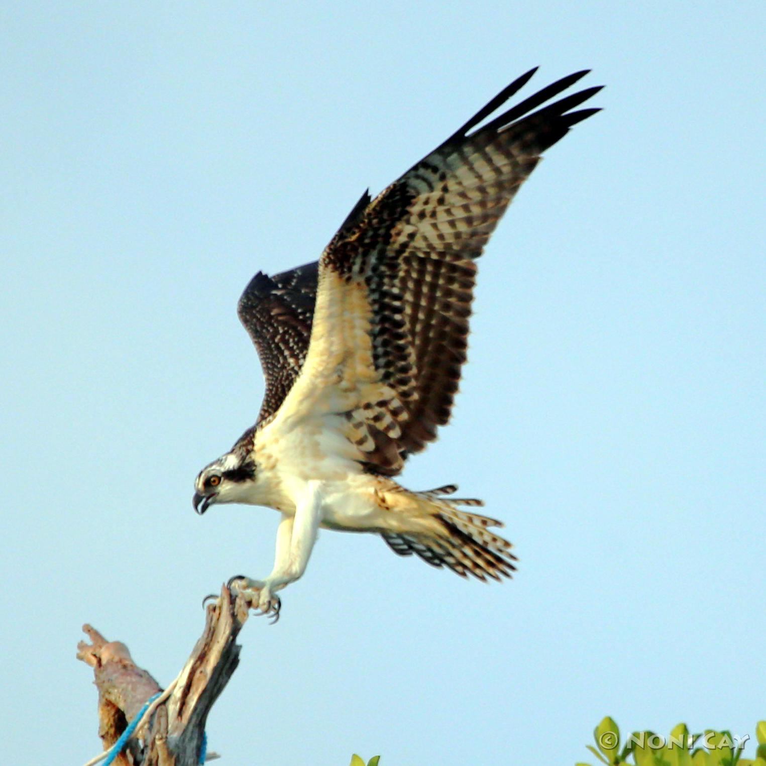 IMG_8170Osprey