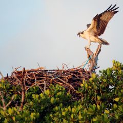 IMG_8171OspreyNest