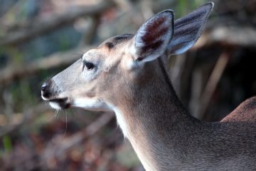 IMG_8258ProfileOfKeyDeer