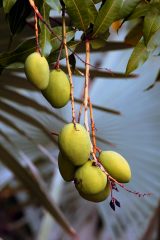 IMG_8287Mangoes