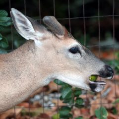 IMG_8349MangoInMouth