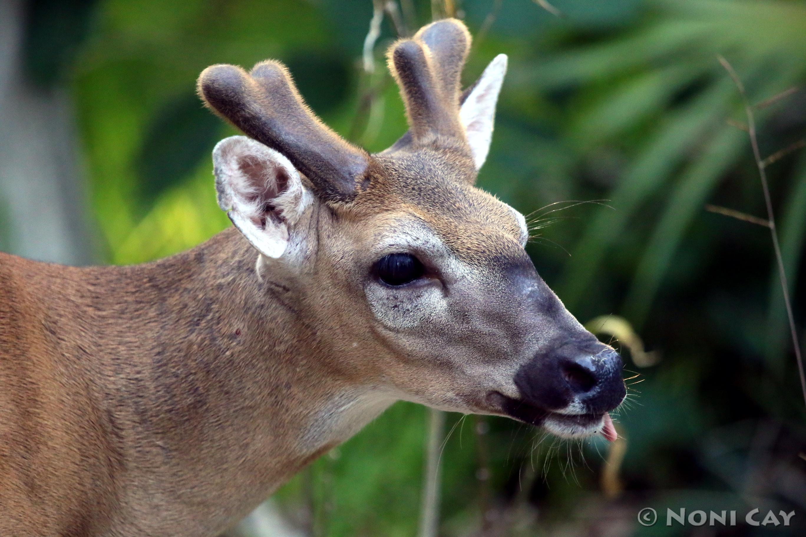 IMG_8357BuckGrowingAntlers