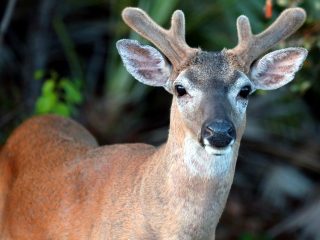 IMG_8497BeautifulBuck