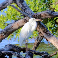 IMG_8657.GreatWhiteHeron