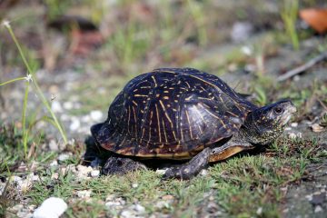 IMG_8682FloridaBoxTurtle