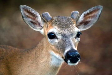 IMG_8735DeerPortrait