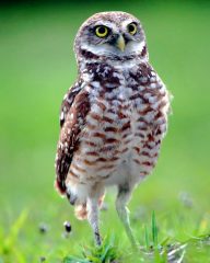 IMG_8904Owl