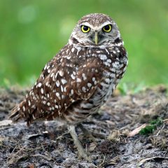 IMG_8965BurrowingOwl