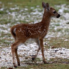 IMG_9023Fawn