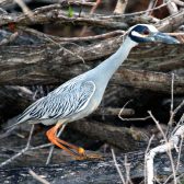 IMG_9041Yellow-crowned Night-Heron