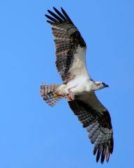 IMG_905OSpreyFlyings