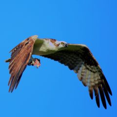 IMG_9081OspreyFlying