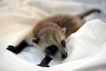 IMG_9172BabyRaccoon