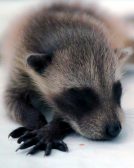 IMG_9182RockyRaccoon