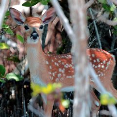 IMG_9410Fawn