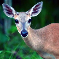 IMG_9446Doe