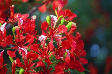 IMG_9469RoyalPoincianaFlameTreePeacockFLower