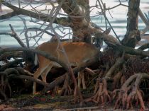 IMG_9521MangroveDeer