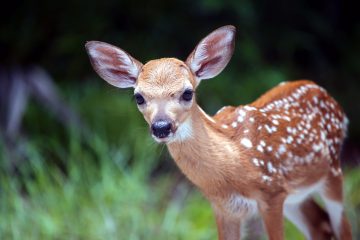 IMG_9585Fawn