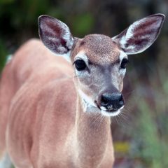 IMG_9613KeyDeer